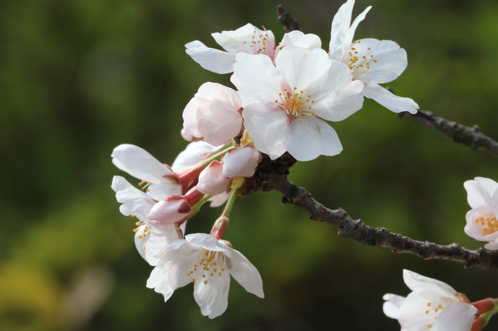 桜