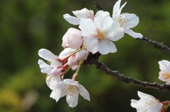 桜