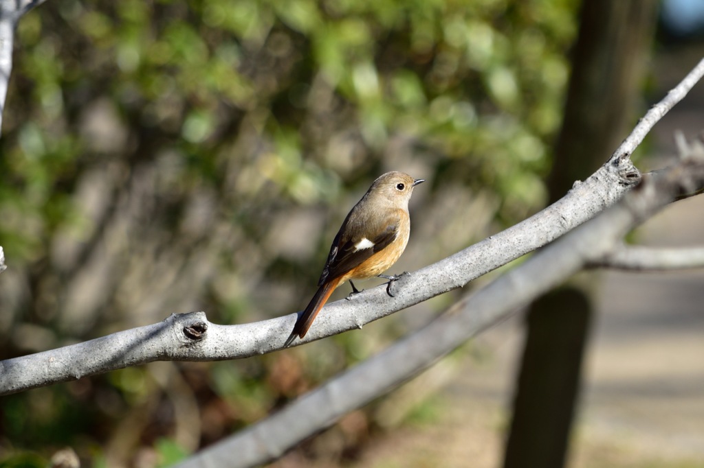 公園の野鳥