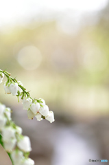 アセビの花