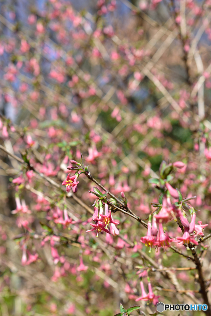 ウグイスカグラの花
