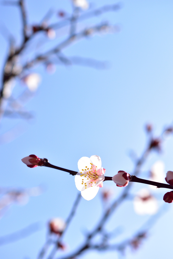 梅、咲く