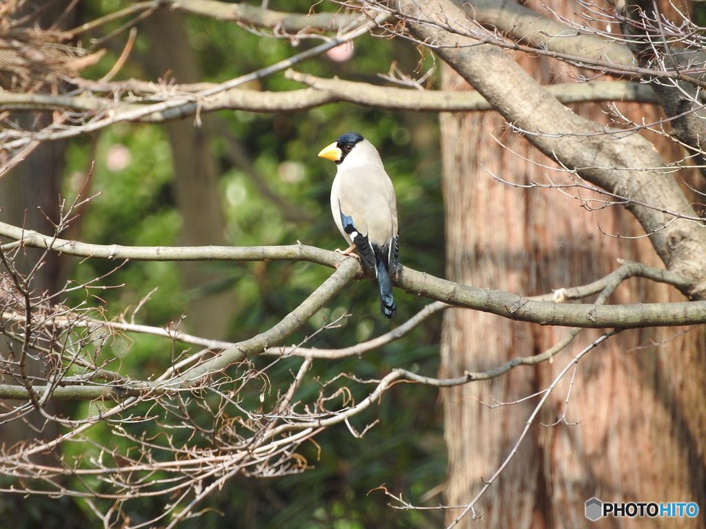 公園のイカル