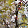 cherry plum