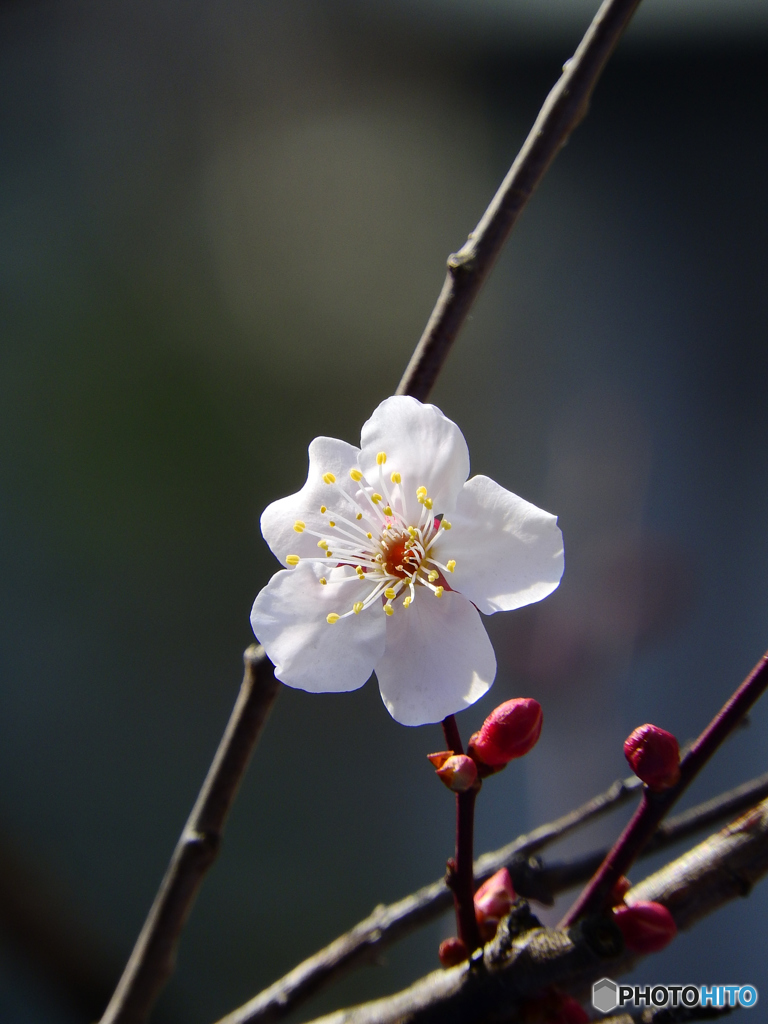 開花♪