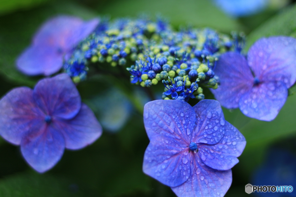 紫陽花
