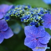 紫陽花
