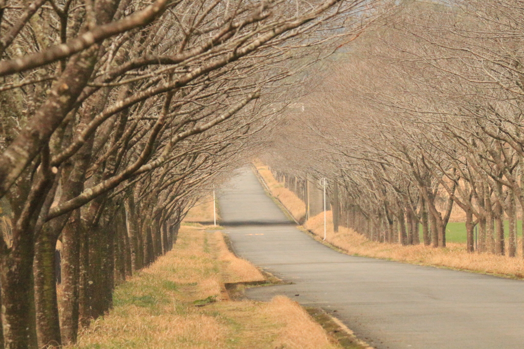 家畜改良センターの桜並木
