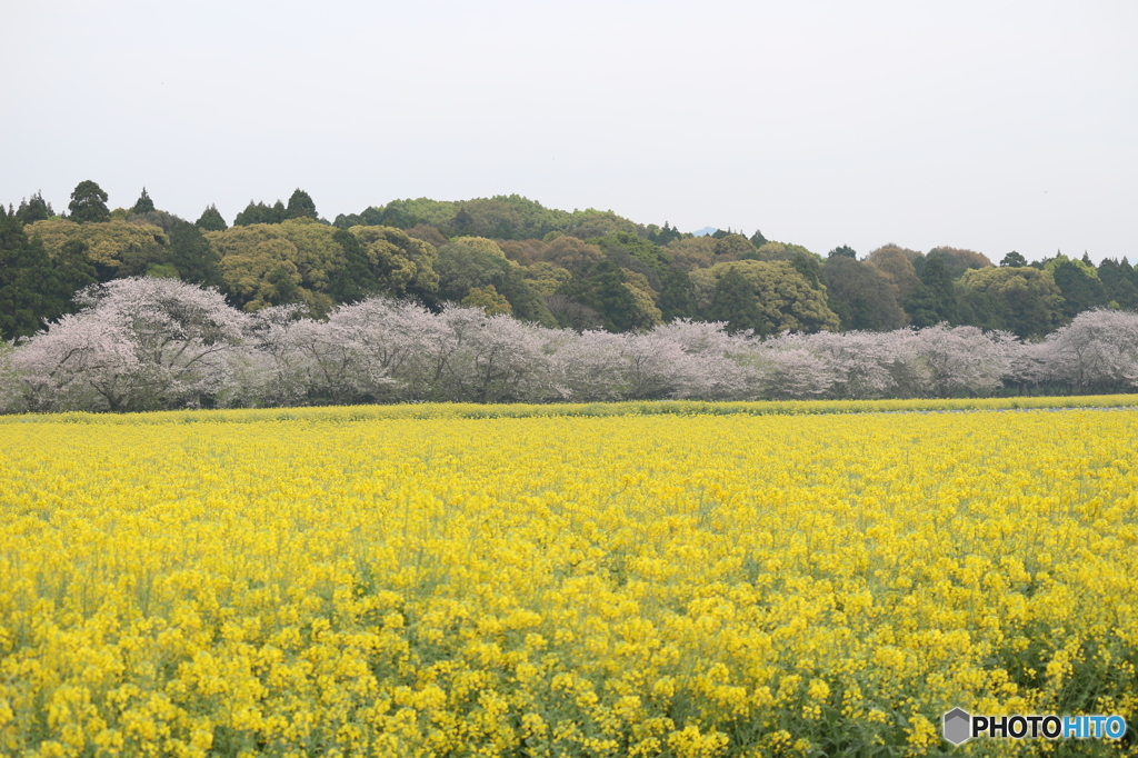 桜