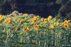 ひまわり