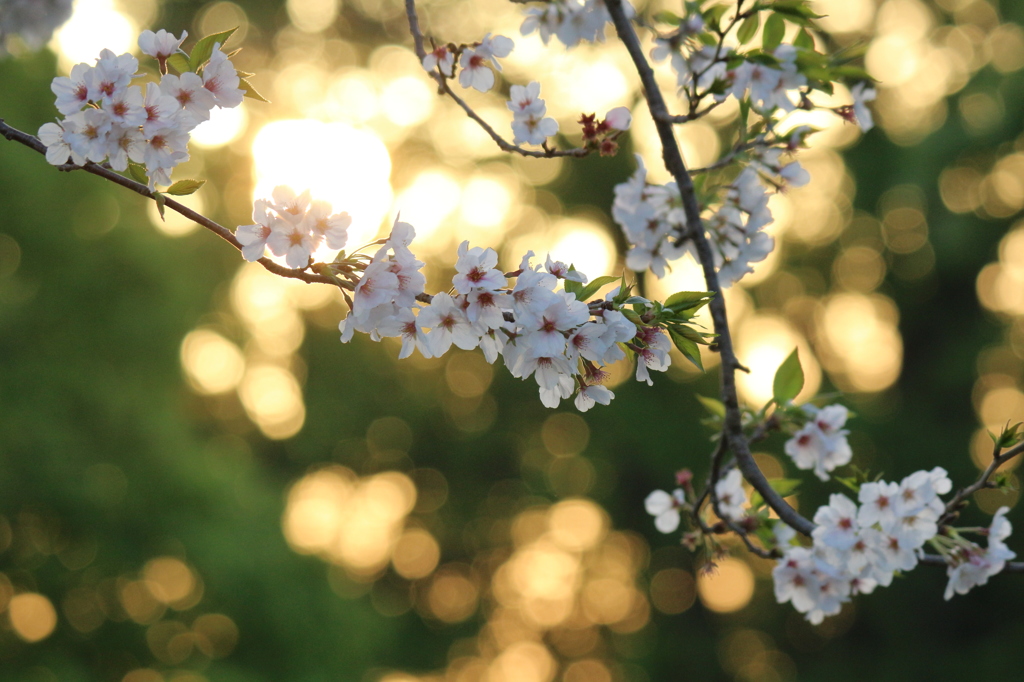 桜