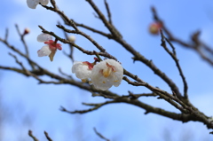 白梅