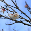 白梅