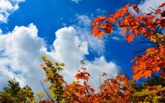 晴天、紅葉