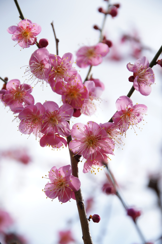 花びら透けた