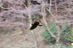 カラス
