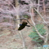 カラス