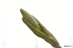 朱木蓮