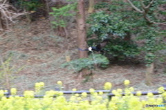 カラス