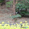 カラス