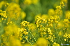 菜の花