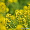 菜の花