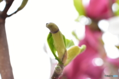 朱木蓮