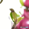 朱木蓮