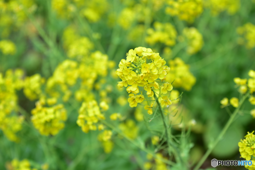 菜の花