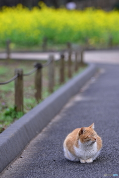 菜の花警備