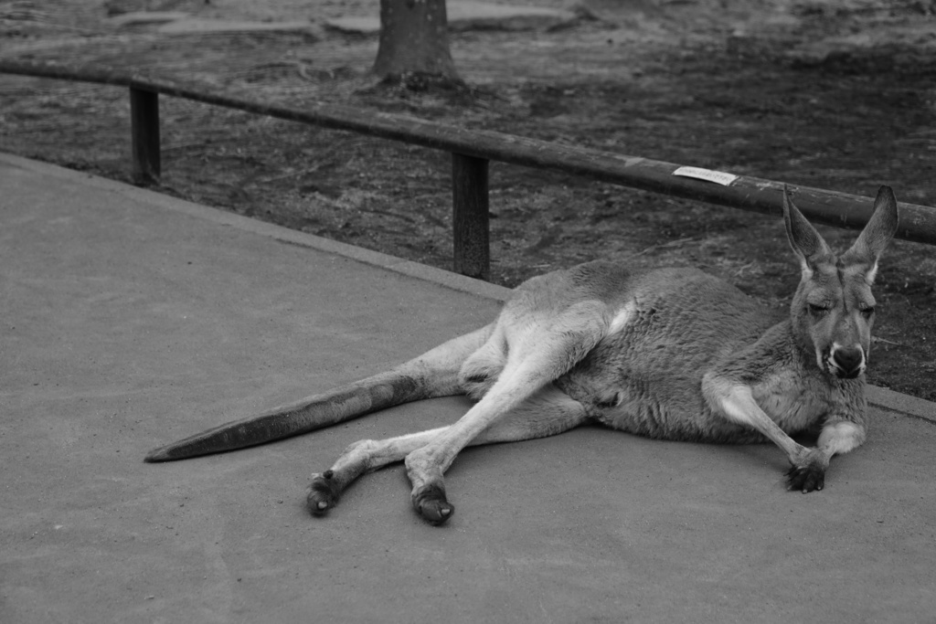 カンガルーとサービス_2