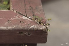 必死に生きる。