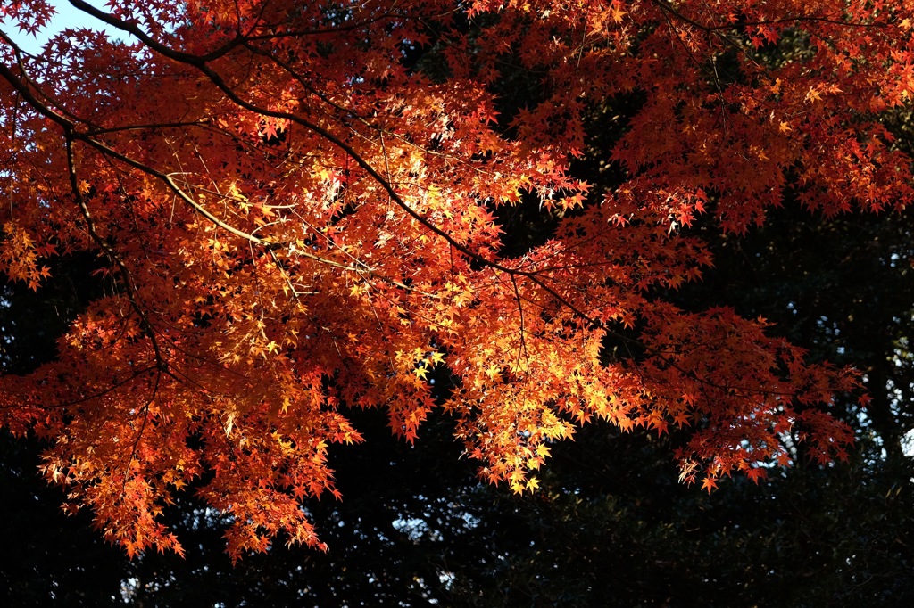 燃える