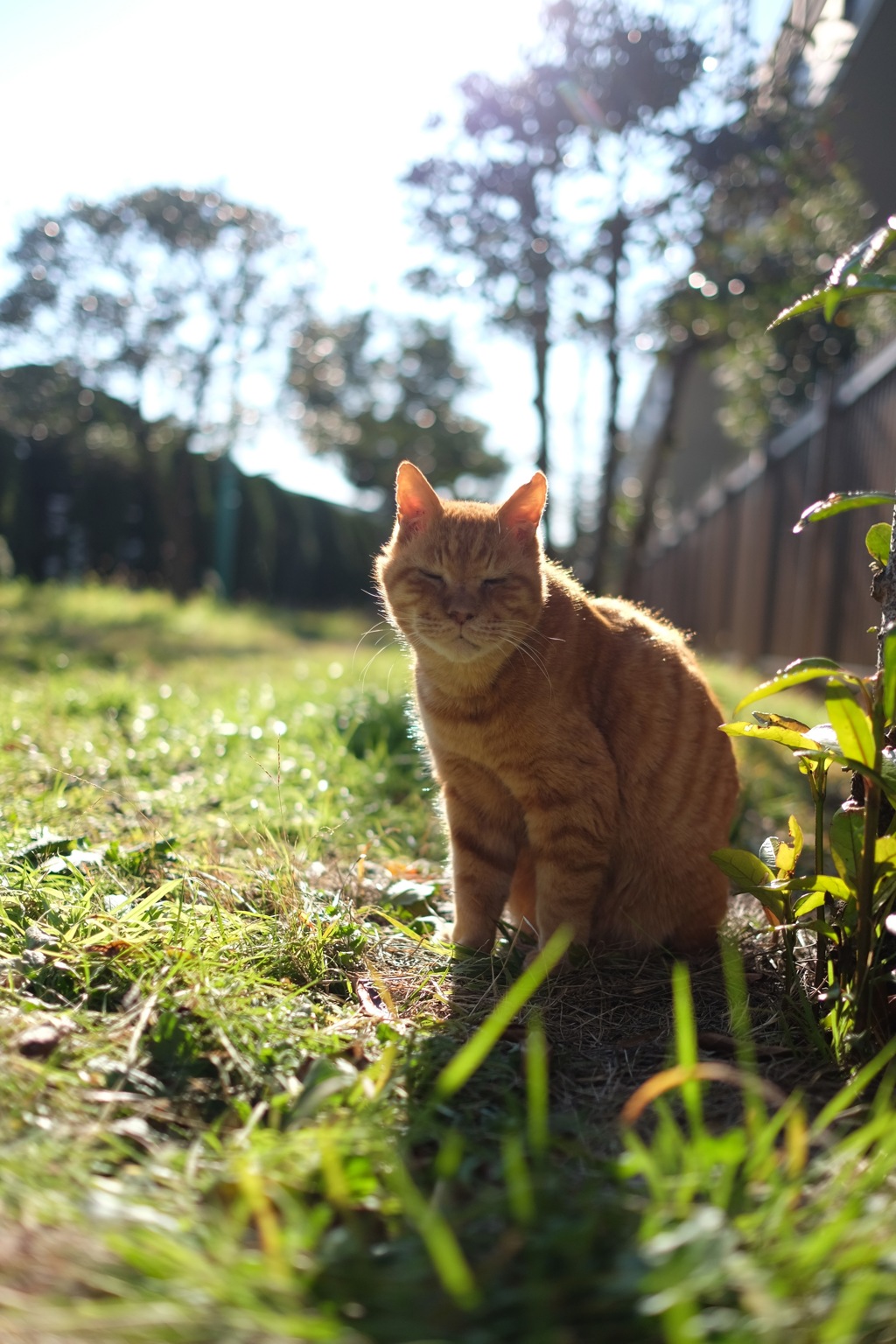 猫と公園