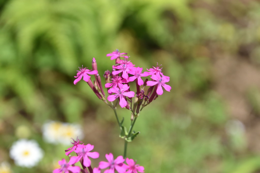 初夏の花