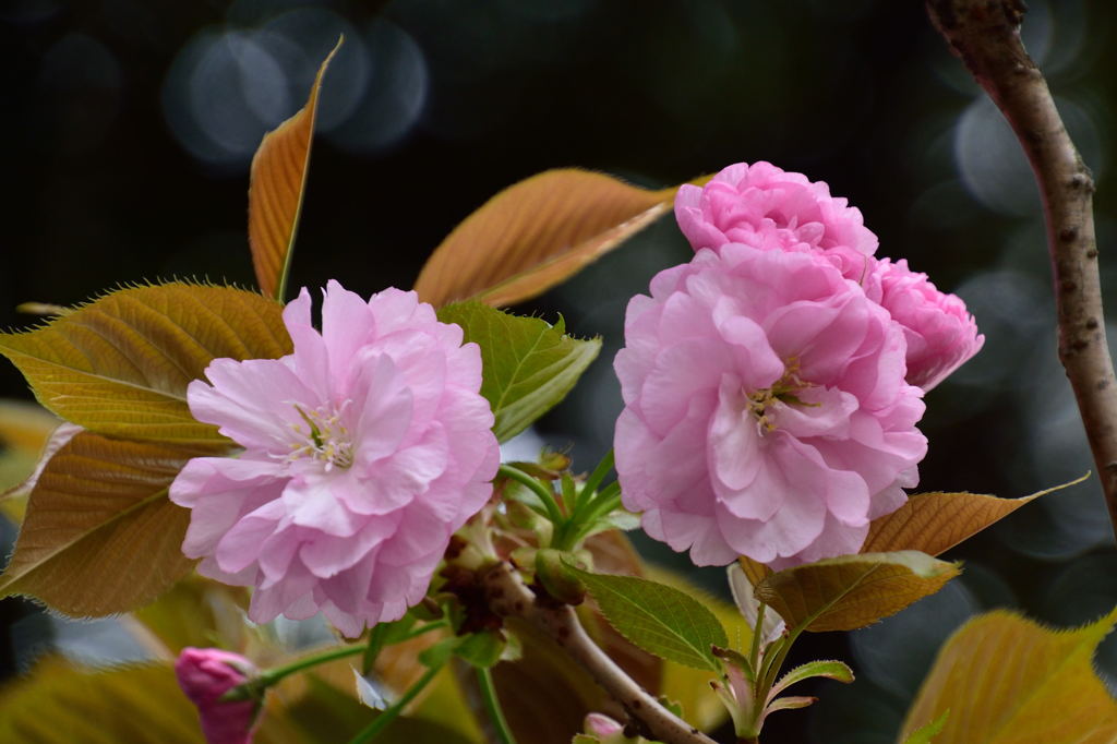 桜のあとに