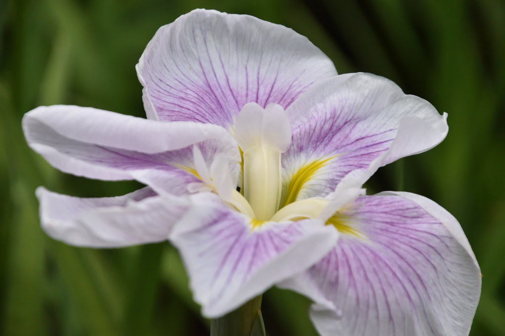 小石川後楽園　花菖蒲