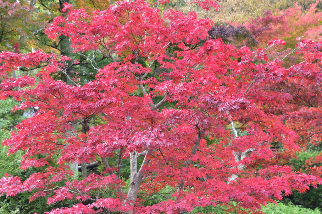 箱根美術館　紅葉