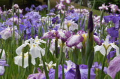 小石川後楽園　花菖蒲