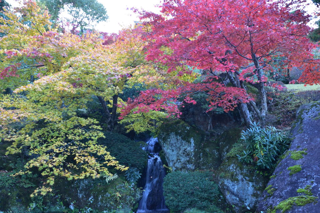 箱根美術館　紅葉