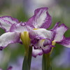 小石川後楽園　花菖蒲