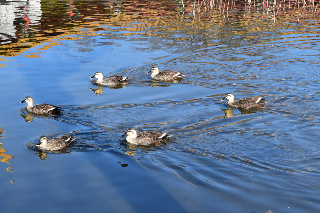 川崎　大師公園　瀋秀園