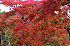 箱根美術館　紅葉