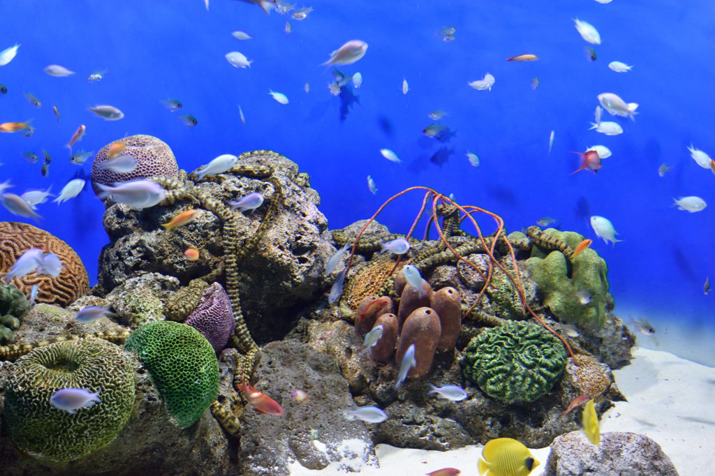 大洗水族館