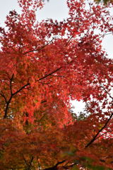 箱根美術館　紅葉