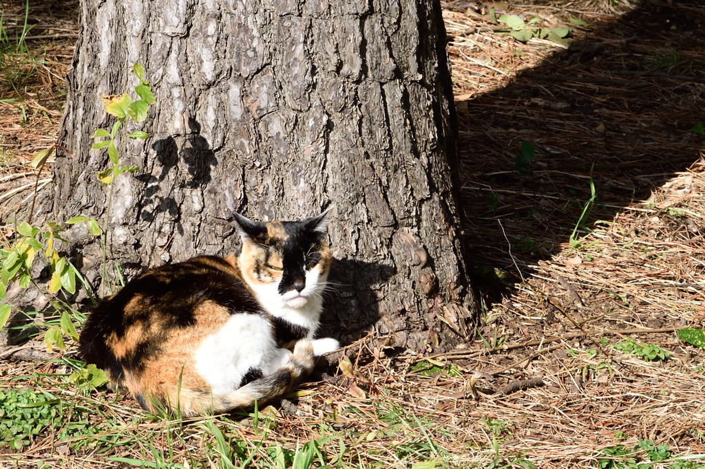 大井ふ頭中央海浜公園　猫