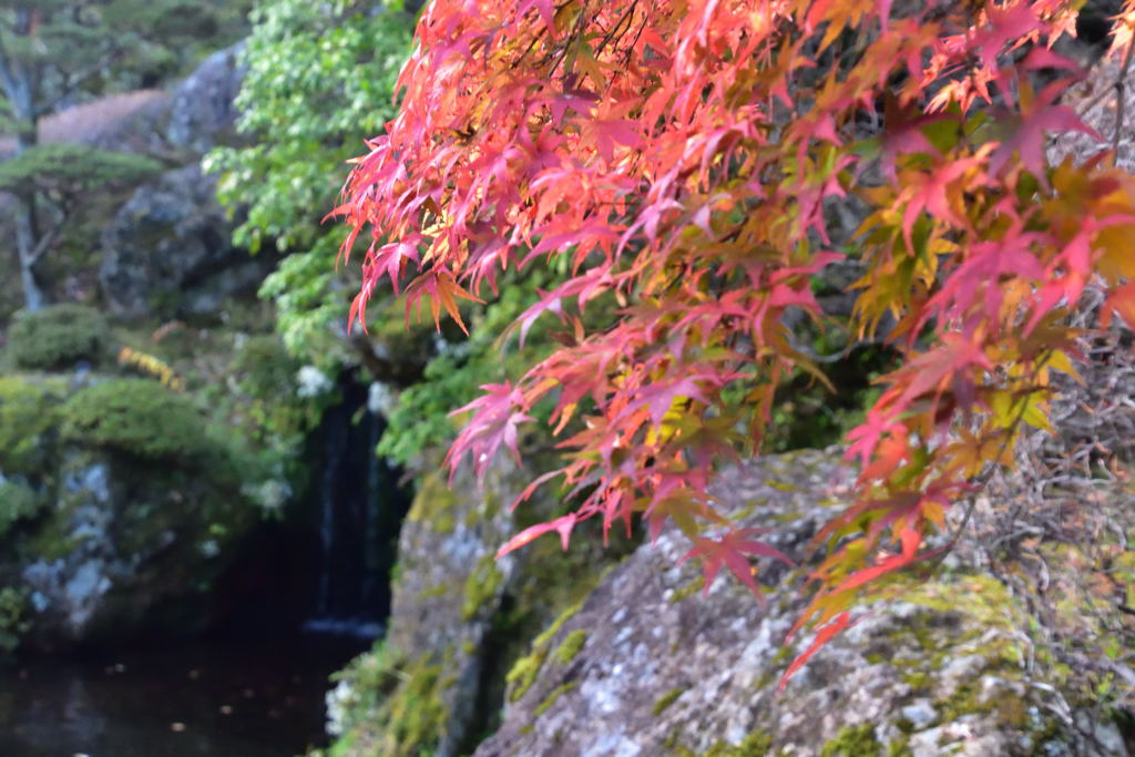 箱根美術館　紅葉