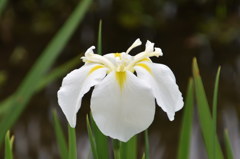 小石川後楽園　花菖蒲