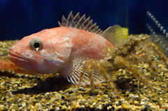 大洗水族館