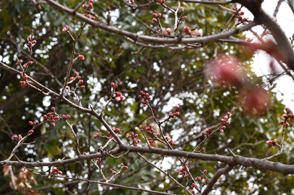 東京港野鳥公園